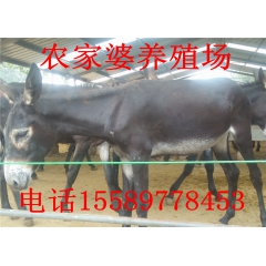 供应优质 德州驴 优质肉驴 德州肉驴养殖