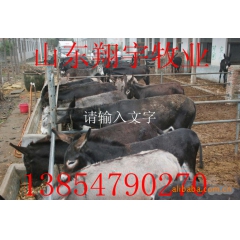 大批供应优良纯育肥肉驴 纯种种驴驴苗 买多价格优惠