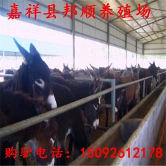 山西德州驴市场价格，肉驴苗怎么养殖，德州驴肉驴