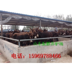 振麒养驴场供应活体毛驴 肉驴 育肥驴 驴驹 驴价格 德州驴