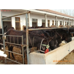 贵合养殖场大量供应新疆肉驴 肉驴，纯种驴，改良肉驴