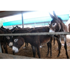 高效养驴技术 肉驴 种驴价格 批发驴苗 新疆肉驴养殖场