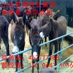 养殖场常年供应优质德州驴 肉驴 小驴驹 改良肉驴毛驴 欢迎抢...