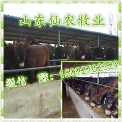 肉驴养驴 驴价格行情走势 养驴利润怎样 肉驴