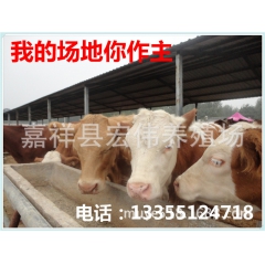 山东肉牛羊急售肉牛犊鲁西黄牛养殖 黄牛 肉驴 奶牛3000头...
