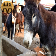 常年供应优质散养肉驴  驴驹  活驴销售  价格量大从优