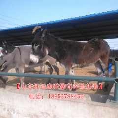 活驴最新价格 批发 短期育肥肉驴 出肉率高改良种驴苗 活到付...