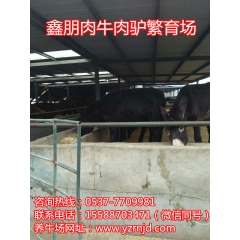 河北元氏鑫朋肉驴养殖场 驴仔价格