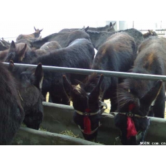 河北深泽鑫朋肉驴养殖场 驴仔价格