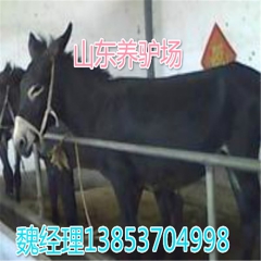 山东养驴场大量销售成品肉驴 育肥肉驴 宰杀肉驴价格