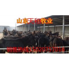 河北肉驴价格 河北有肉驴养殖场吗 德州驴育肥效益分析 宰杀肉...
