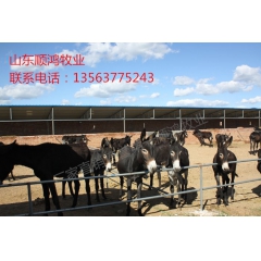 肉驴养殖场 出售德州驴 肉驴 驴苗 驴驹价格  欢迎来场选购