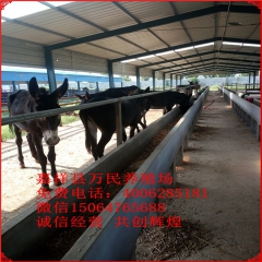 养驴技术要点，肉驴苗日常饲养技术及德州驴价格行情走势 肉驴