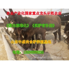 德州驴 改良肉驴价格 德州驴肉驴 养殖技术