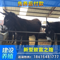 建设养殖场批发肉驴  养殖场常年出售肉驴苗品种全