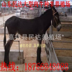 山东养殖场常年出售 肉驴 肉驴苗 肉驴价格