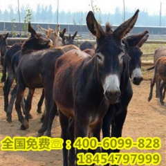 德州肉驴小肉驴 适合全国养殖的肉驴驴种乌头驴 乌头驴价格苗