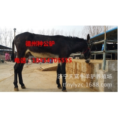 天富牛羊驴养殖场常年出售肉驴 肉驴价格