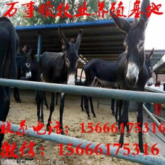 山东肉驴养殖场 肉驴价格 德州驴养殖