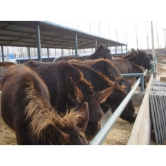 肉驴养殖场肉驴价格