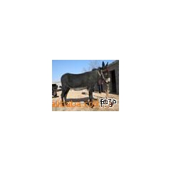 供应什么种驴长的大、什么肉驴好养、乌头肉驴