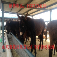 南方山区适合养什么肉驴 华北肉驴苗价格多少