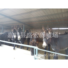 山东临沂养殖肉驴 肉驴苗肉驴价格