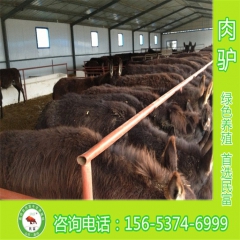 常年出售山东肉驴  肉驴养殖技术 肉驴价格