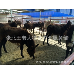 肉驴 驴苗
