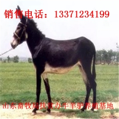 南方山区适合养什么肉驴 华北肉驴苗价格多少  小驴仔多少钱