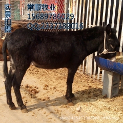 山东肉驴场  德州驴  关中驴   三粉驴  乌头驴  出栏...