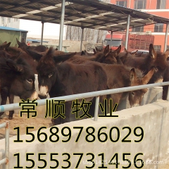 新疆适合养殖什么品种驴  纯种  德州驴 三粉驴 乌头驴