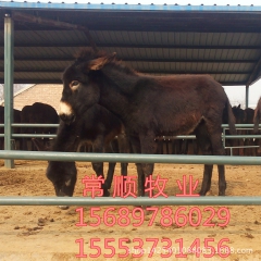 出售  德州驴 乌头驴 三粉驴 肉驴养殖场 新疆驴价格