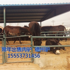 乌头驴    成年德州驴的体重是多少  肉驴的成本多少钱
