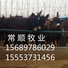 关中驴 乌头驴  德州驴利润最高 改良肉驴 德州驴价格