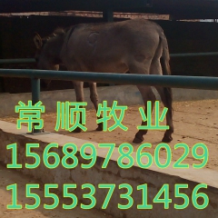 3-8个月2000--4000元/头 三粉驴、德州驴、乌头驴...