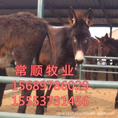 驴 场 销售 纯种  德州驴 三粉驴 乌头驴