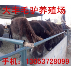锦州哪里卖德州肉驴 驴驹 屠宰肉驴 种驴 小毛驴 乌头驴 迷...