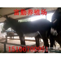 肉驴养殖如何选择品种 德州驴 乌头驴 关中驴肉驴 驴苗益养殖