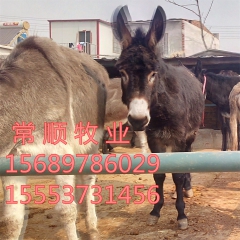 长年提供  德州驴、三粉驴、乌头驴  德州驴德州驴肉驴