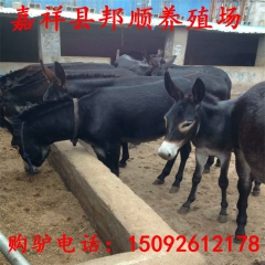 免费运输三粉驴 乌头驴 驴苗,德州驴苗多少钱一斤？