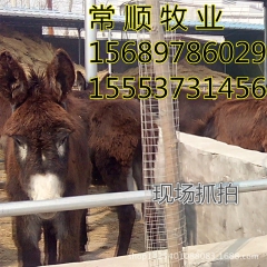 出售山东养驴场 德州驴 乌头驴 种驴价格 小驴饲养管理 驴驹
