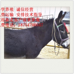 张家界市 大型肉驴养殖场 乌头驴 三粉驴 德州驴 小驴驹 改...