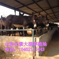 德州驴在河北适应吗不会水土不服 乌头驴 哪个品种的肉驴苗好养...