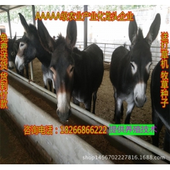 邯郸中盛缘肉驴直销小驴苗 德州驴 乌头驴 肉驴驹 肉驴养殖场