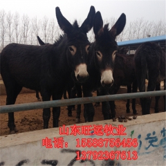 乌头驴 发展德州驴致富 肉驴利润 肉驴苗 肉驴多少钱一头品种...