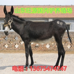 常年出售德州驴 三粉驴 乌头驴 种公驴最新价格