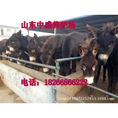 小驴苗多少钱 养殖肉驴利润高吗 乌头驴 三粉驴养殖技术