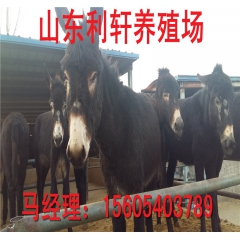 厂家直销肉驴 德州驴 三粉驴 乌头驴 肉驴价格走势