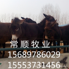 德州驴 小驴驹供应饲养技术  关中驴  乌头驴